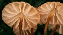 Image of Marasmius epodius Bres. 1887