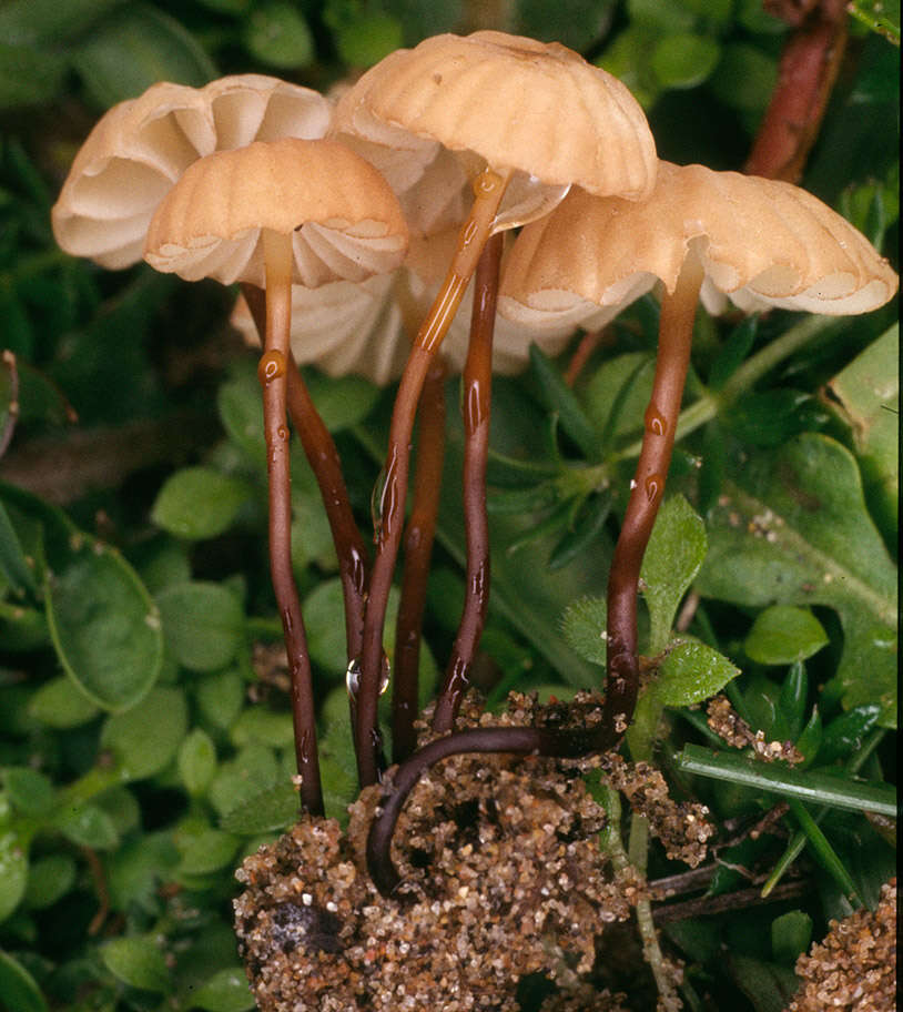 Image of Marasmius epodius Bres. 1887