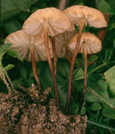 Image of Marasmius epodius Bres. 1887