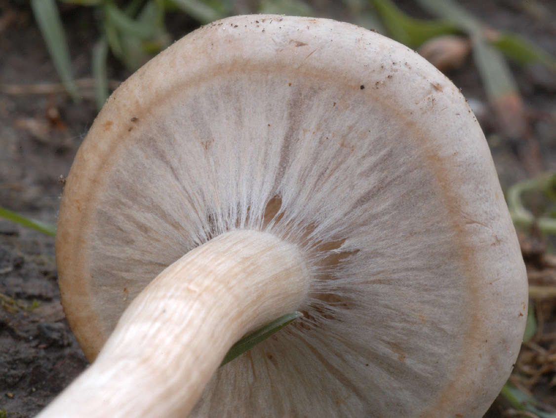 Image de Agrocybe précoce