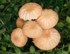 Image of Marasmius epodius Bres. 1887