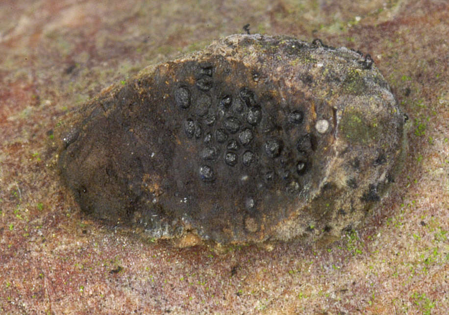 Image of Hypoxylon fuscum (Pers.) Fr. 1849