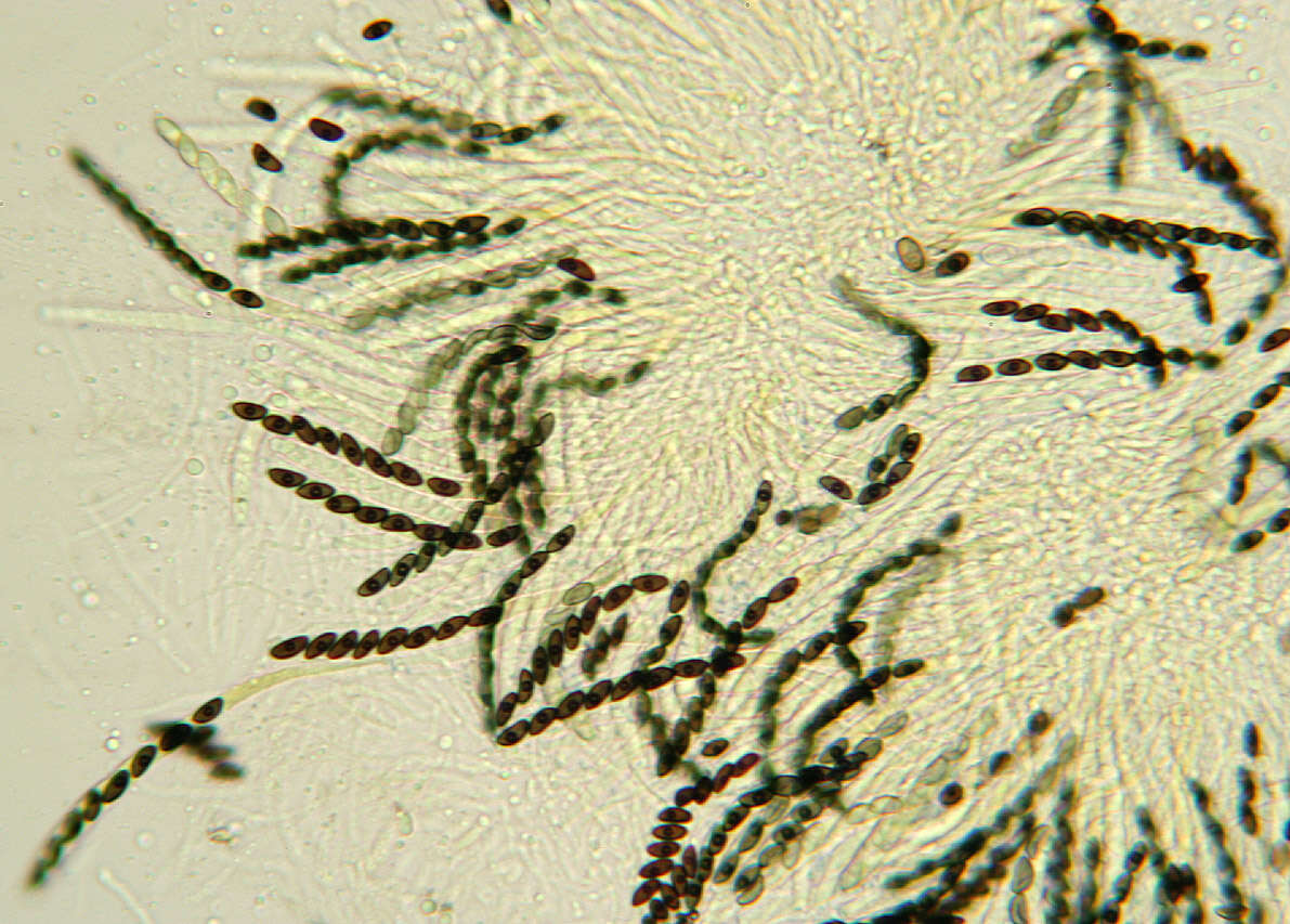 Image of Hypoxylon fuscum (Pers.) Fr. 1849