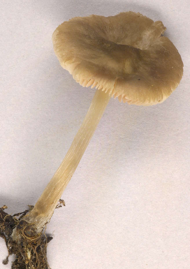 Image of Pluteus cinereofuscus J. E. Lange 1917