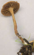 Image of Psilocybe subviscida (Peck) Kauffman 1918