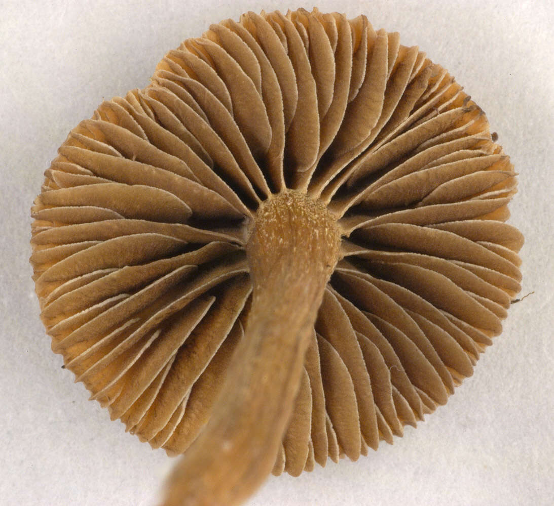 Image of Psilocybe subviscida (Peck) Kauffman 1918