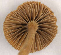 Image of Psilocybe subviscida (Peck) Kauffman 1918