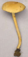 Image of common agrocybe