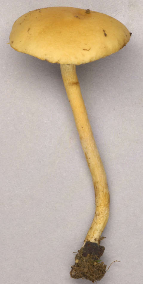 Image of common agrocybe