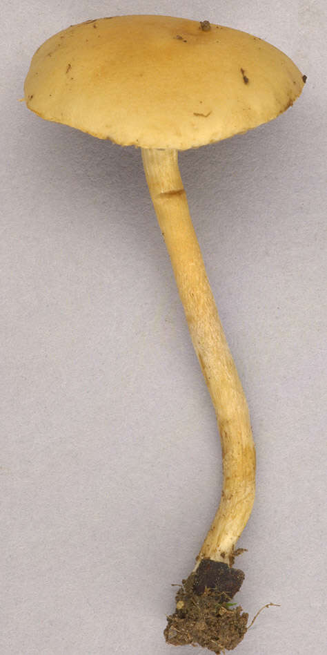 Image of common agrocybe