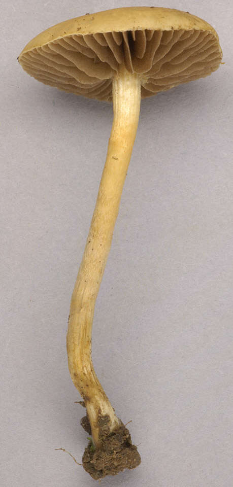 Image of common agrocybe