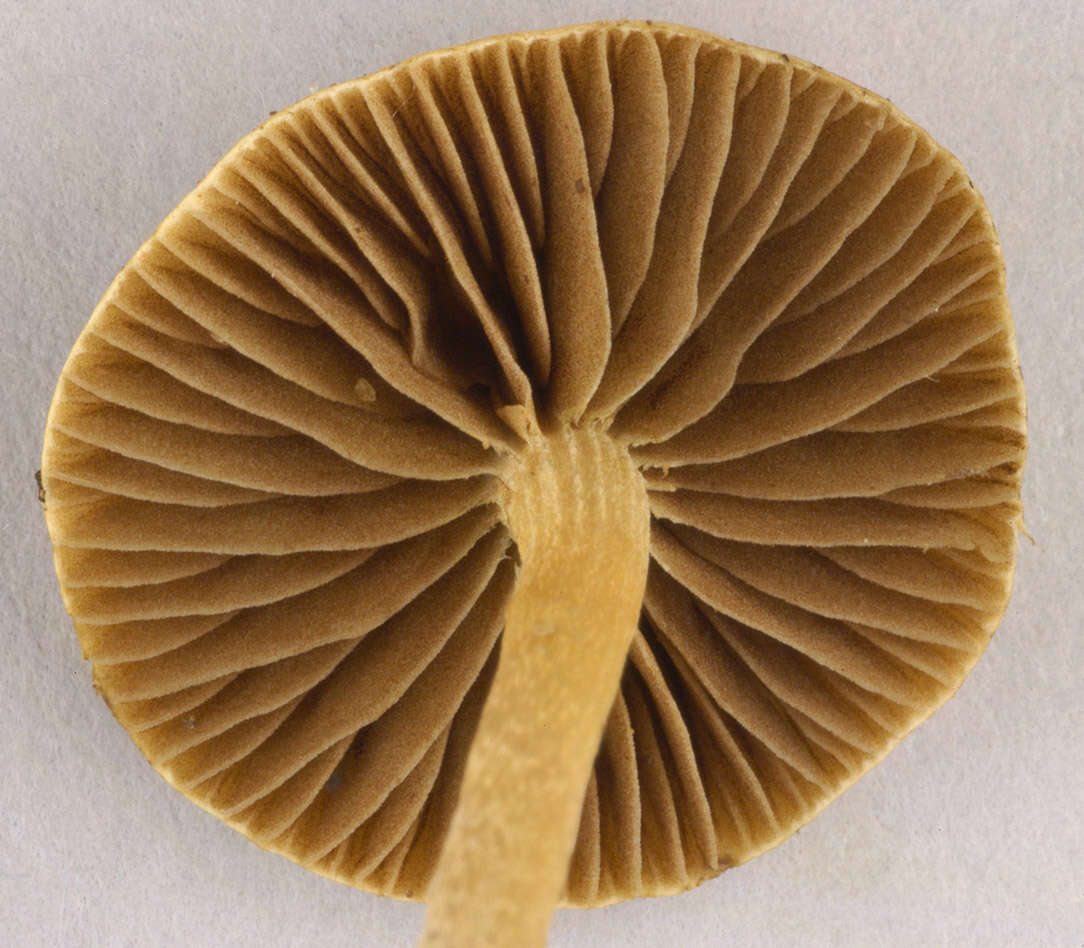 Image of common agrocybe