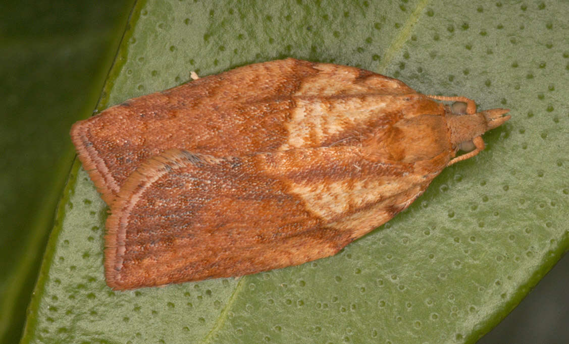 Image of Light brown apple moth