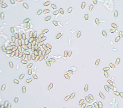 Image de Cyclocybe cylindracea (DC.) Vizzini & Angelini 2014