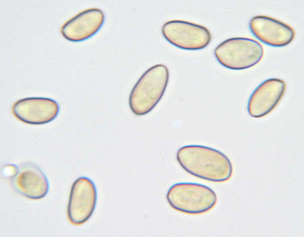 Image of Cyclocybe cylindracea (DC.) Vizzini & Angelini 2014