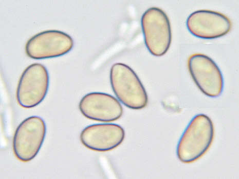 Image of Cyclocybe cylindracea (DC.) Vizzini & Angelini 2014