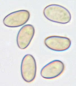Image of Cyclocybe cylindracea (DC.) Vizzini & Angelini 2014