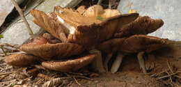 Image of Cyclocybe cylindracea (DC.) Vizzini & Angelini 2014