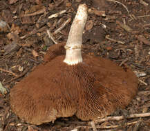 Image of Cyclocybe cylindracea (DC.) Vizzini & Angelini 2014