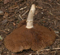 Image of Cyclocybe cylindracea (DC.) Vizzini & Angelini 2014