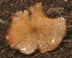 Image of Cyclocybe cylindracea (DC.) Vizzini & Angelini 2014