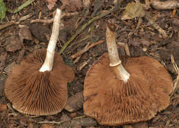 Image of Cyclocybe cylindracea (DC.) Vizzini & Angelini 2014