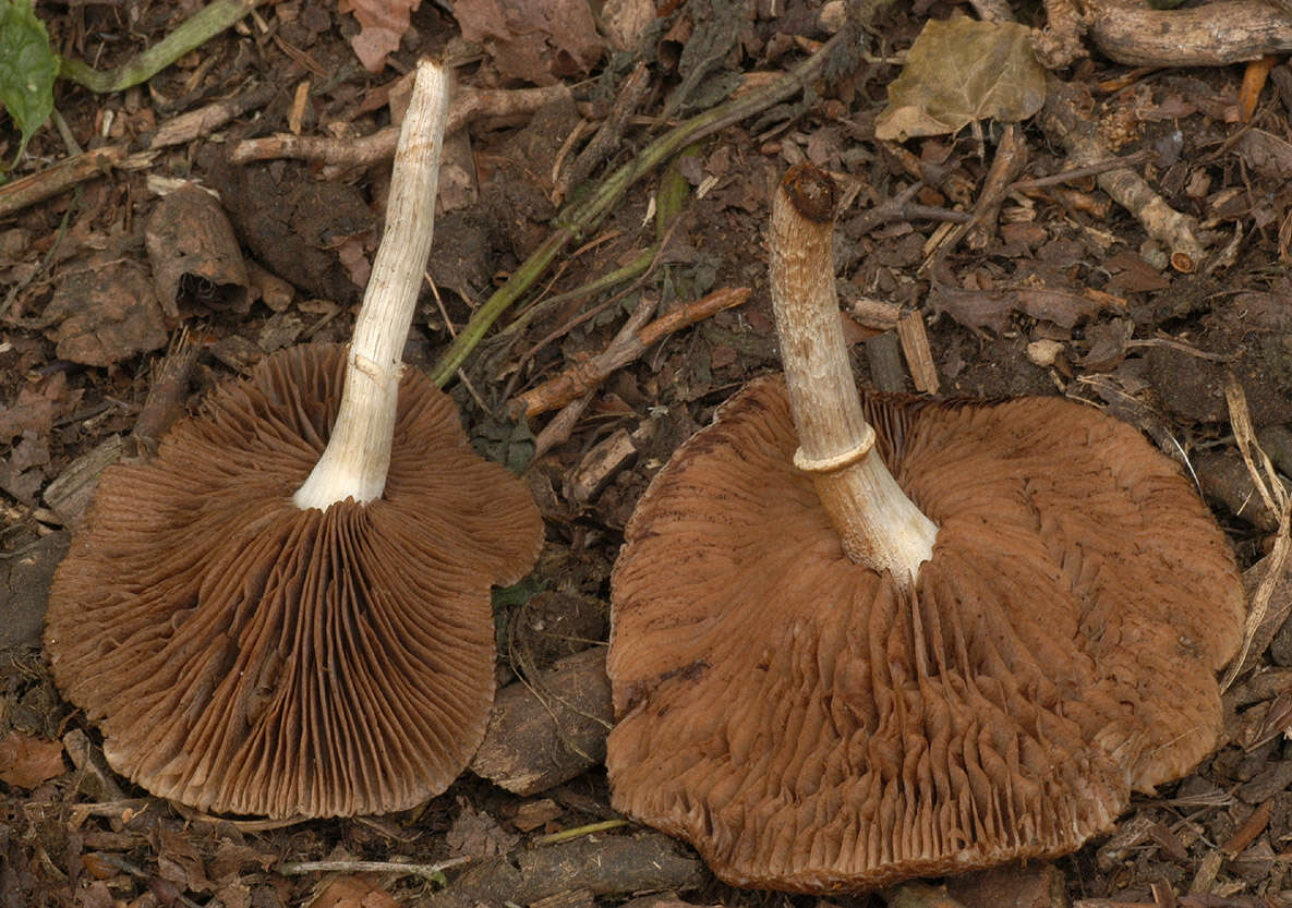 Image of Cyclocybe cylindracea (DC.) Vizzini & Angelini 2014