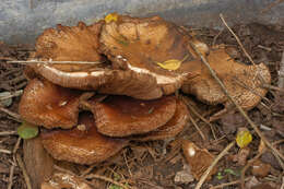 Image of Cyclocybe cylindracea (DC.) Vizzini & Angelini 2014