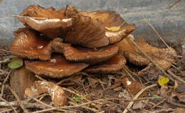 Image of Cyclocybe cylindracea (DC.) Vizzini & Angelini 2014