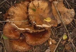 Image of Cyclocybe cylindracea (DC.) Vizzini & Angelini 2014