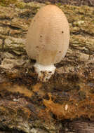 Image of Coprinellus ellisii (P. D. Orton) Redhead, Vilgalys & Moncalvo 2001