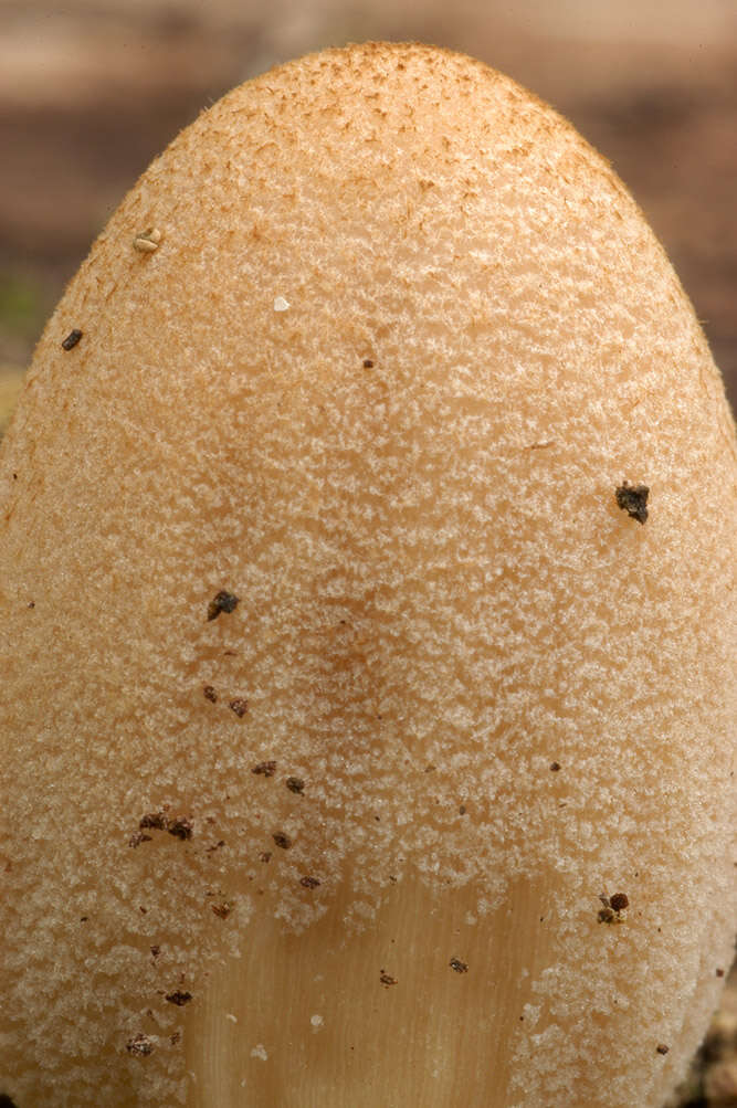 Image of Coprinellus ellisii (P. D. Orton) Redhead, Vilgalys & Moncalvo 2001