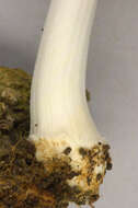 Image of Coprinellus ellisii (P. D. Orton) Redhead, Vilgalys & Moncalvo 2001