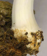 Image of Coprinellus ellisii (P. D. Orton) Redhead, Vilgalys & Moncalvo 2001