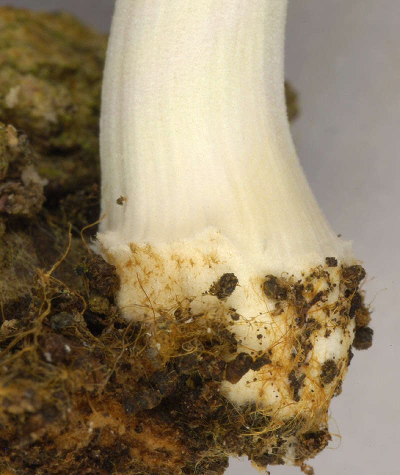 Image of Coprinellus ellisii (P. D. Orton) Redhead, Vilgalys & Moncalvo 2001