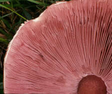 Image of Agaricus langei (F. H. Møller) F. H. Møller 1952