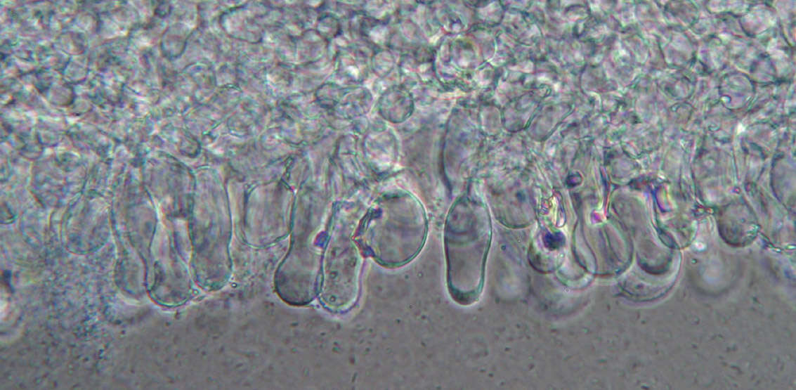 Image of Psathyrella corrugis (Pers.) Konrad & Maubl. 1949