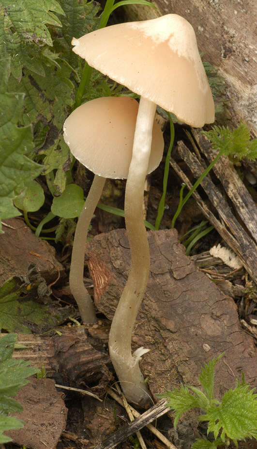 Image of Psathyrella corrugis (Pers.) Konrad & Maubl. 1949