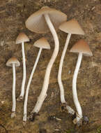 Image of Psathyrella corrugis (Pers.) Konrad & Maubl. 1949