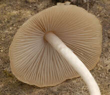 Image of Psathyrella corrugis (Pers.) Konrad & Maubl. 1949