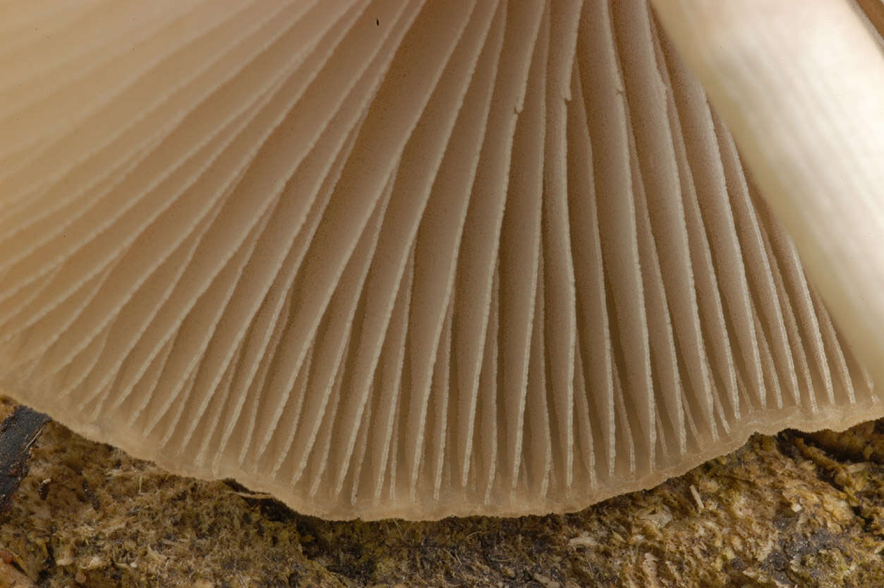 Image of Psathyrella corrugis (Pers.) Konrad & Maubl. 1949