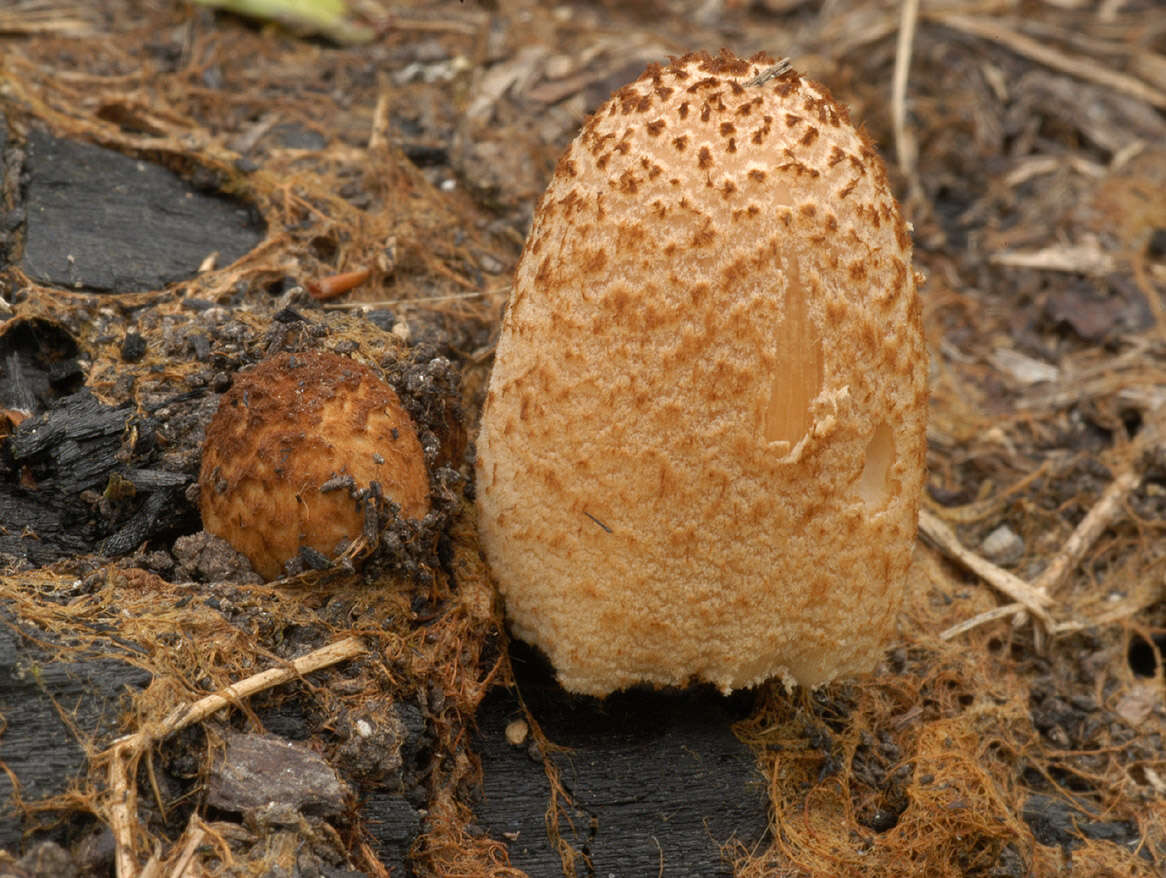 Image of Coprinellus ellisii (P. D. Orton) Redhead, Vilgalys & Moncalvo 2001