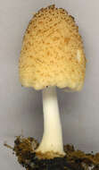 Image of Coprinellus ellisii (P. D. Orton) Redhead, Vilgalys & Moncalvo 2001