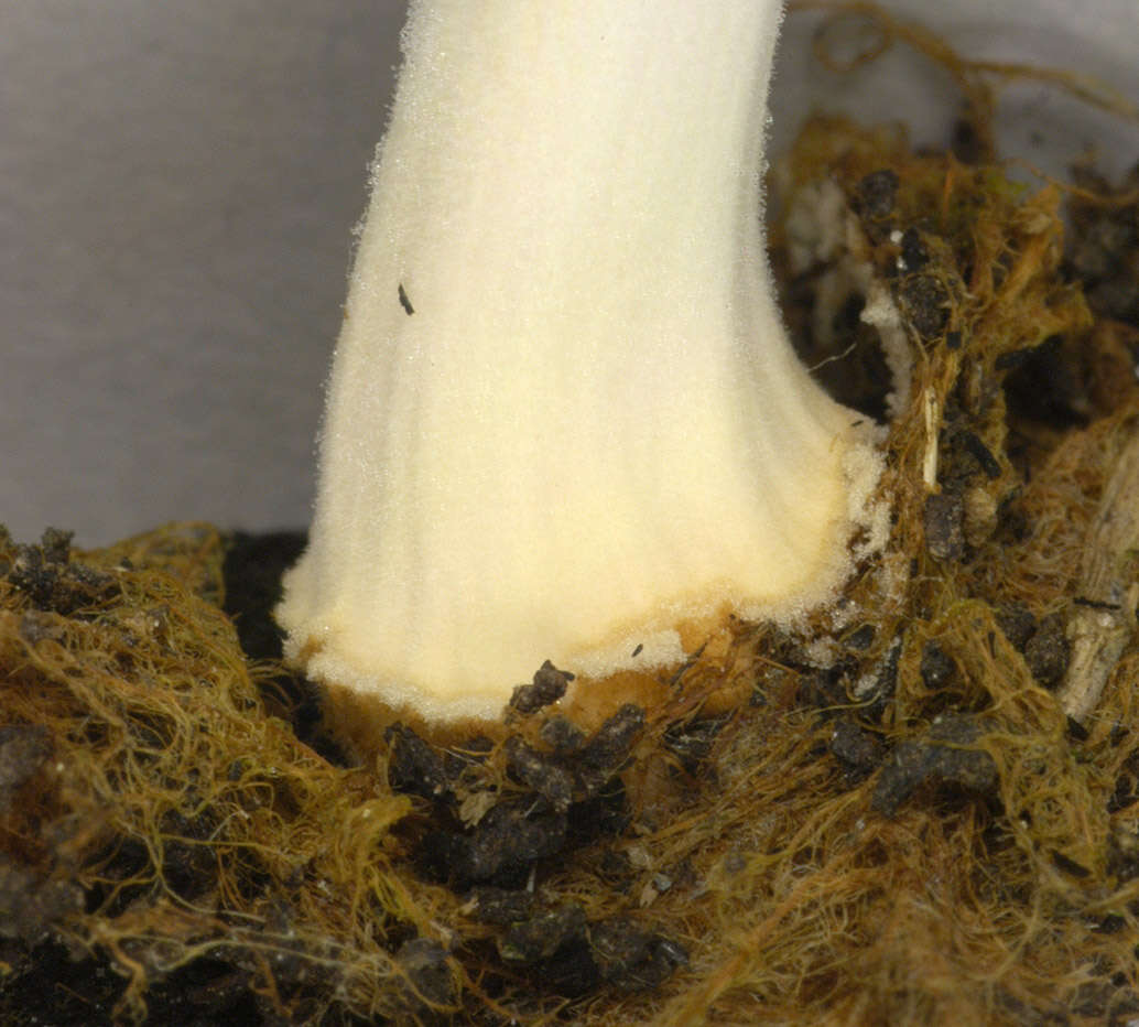 Image of Coprinellus ellisii (P. D. Orton) Redhead, Vilgalys & Moncalvo 2001