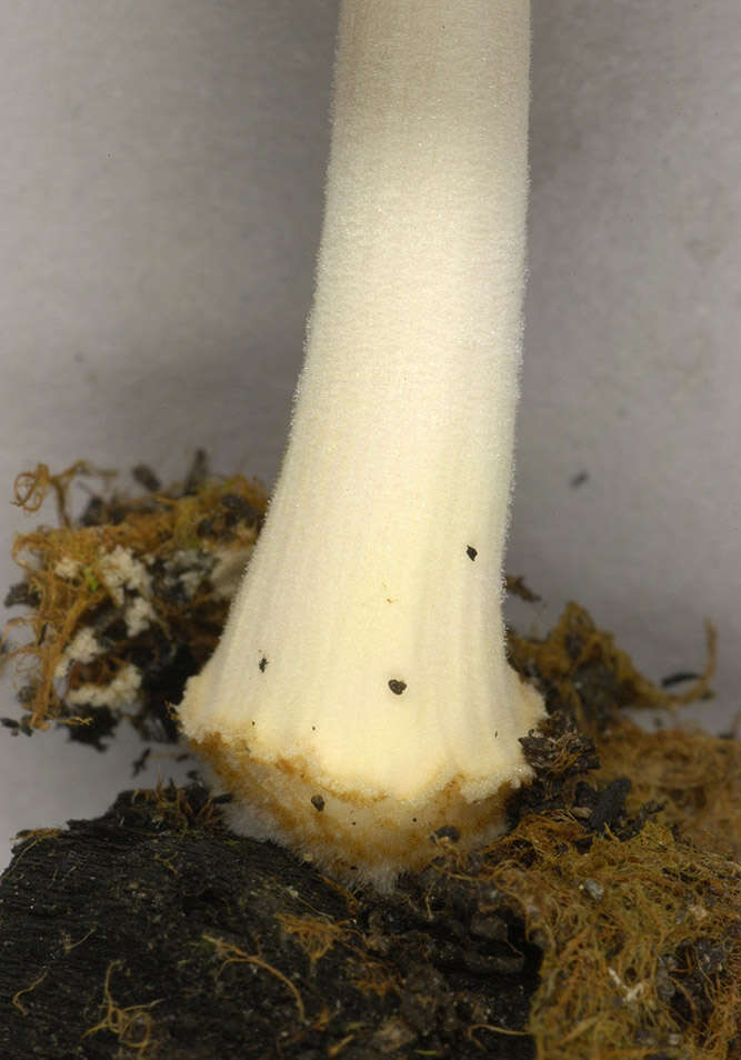 Image of Coprinellus ellisii (P. D. Orton) Redhead, Vilgalys & Moncalvo 2001