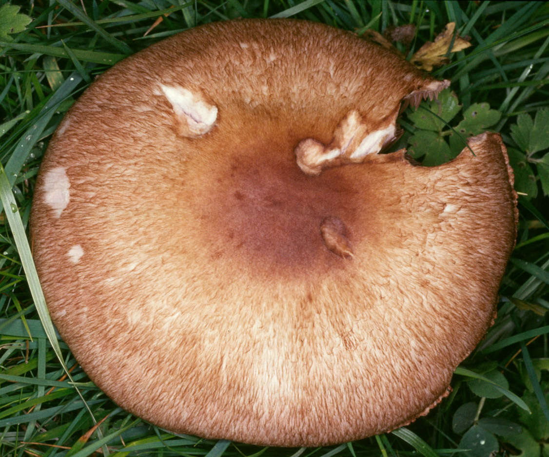 Image of Agaricus langei (F. H. Møller) F. H. Møller 1952