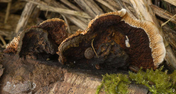 صورة Gloeophyllum sepiarium (Wulfen) P. Karst. 1882