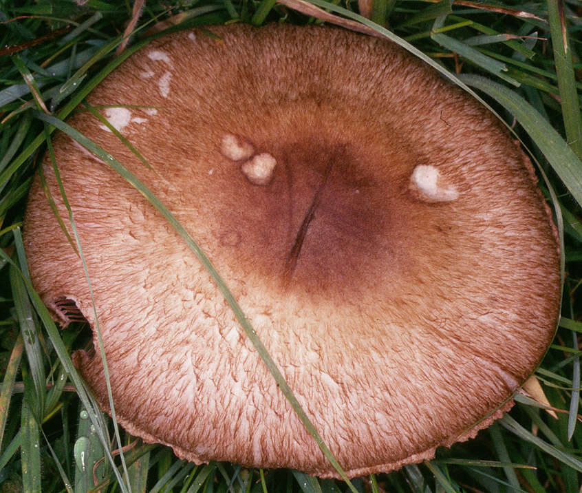 Image of Agaricus langei (F. H. Møller) F. H. Møller 1952