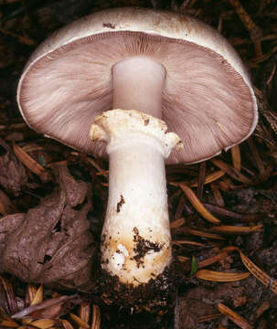 Image of Rosy Wood Mushroom