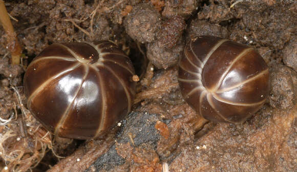 Image of Pill millipede